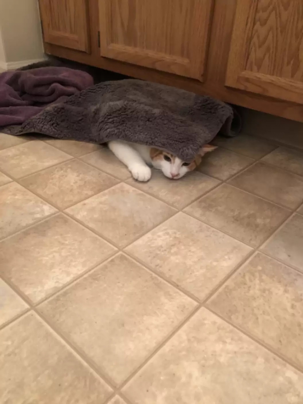 喵：你找不到朕的～