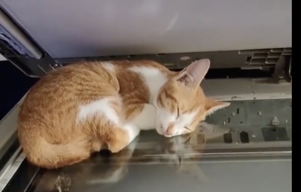 奴才：睡得好嗎