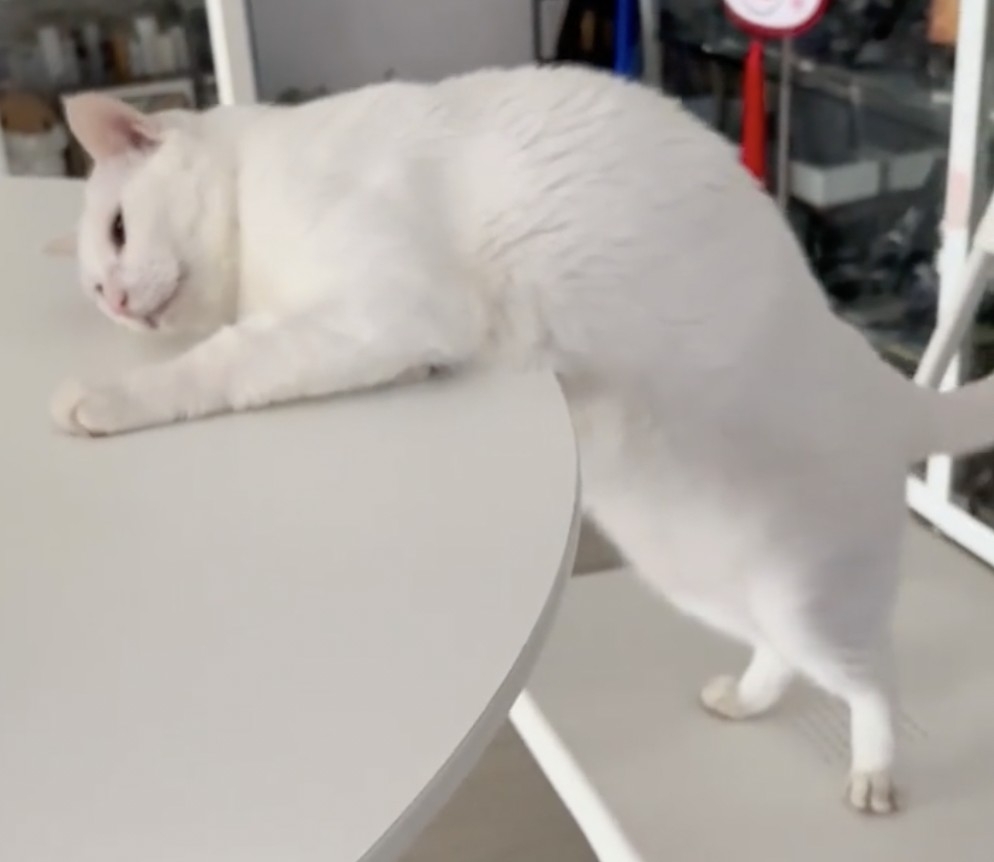 喵：奴才你是故意的嗎！