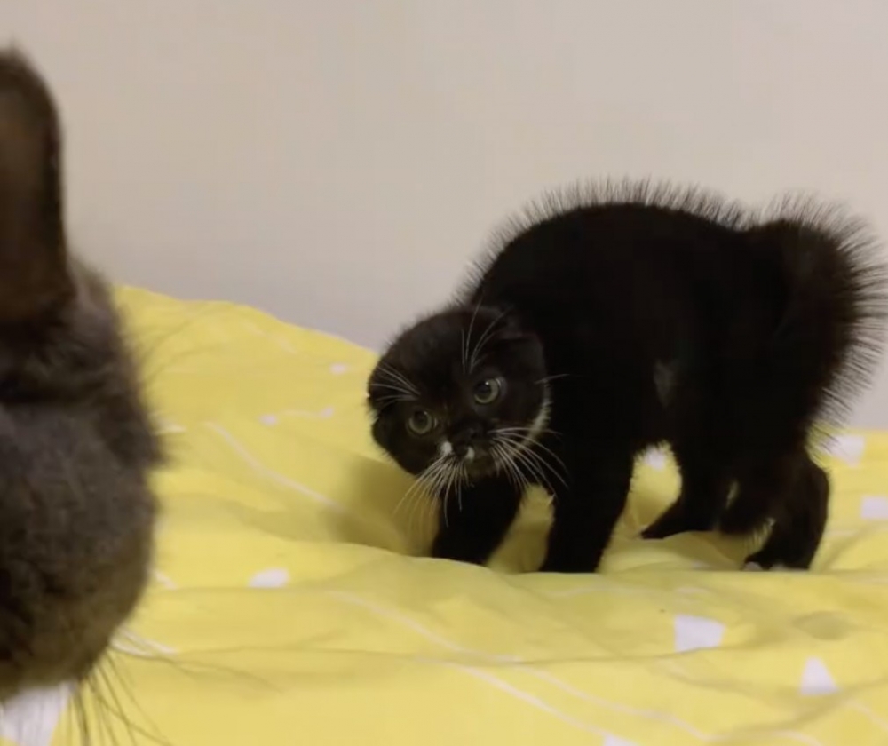 喵兄：我可不想惹你呢