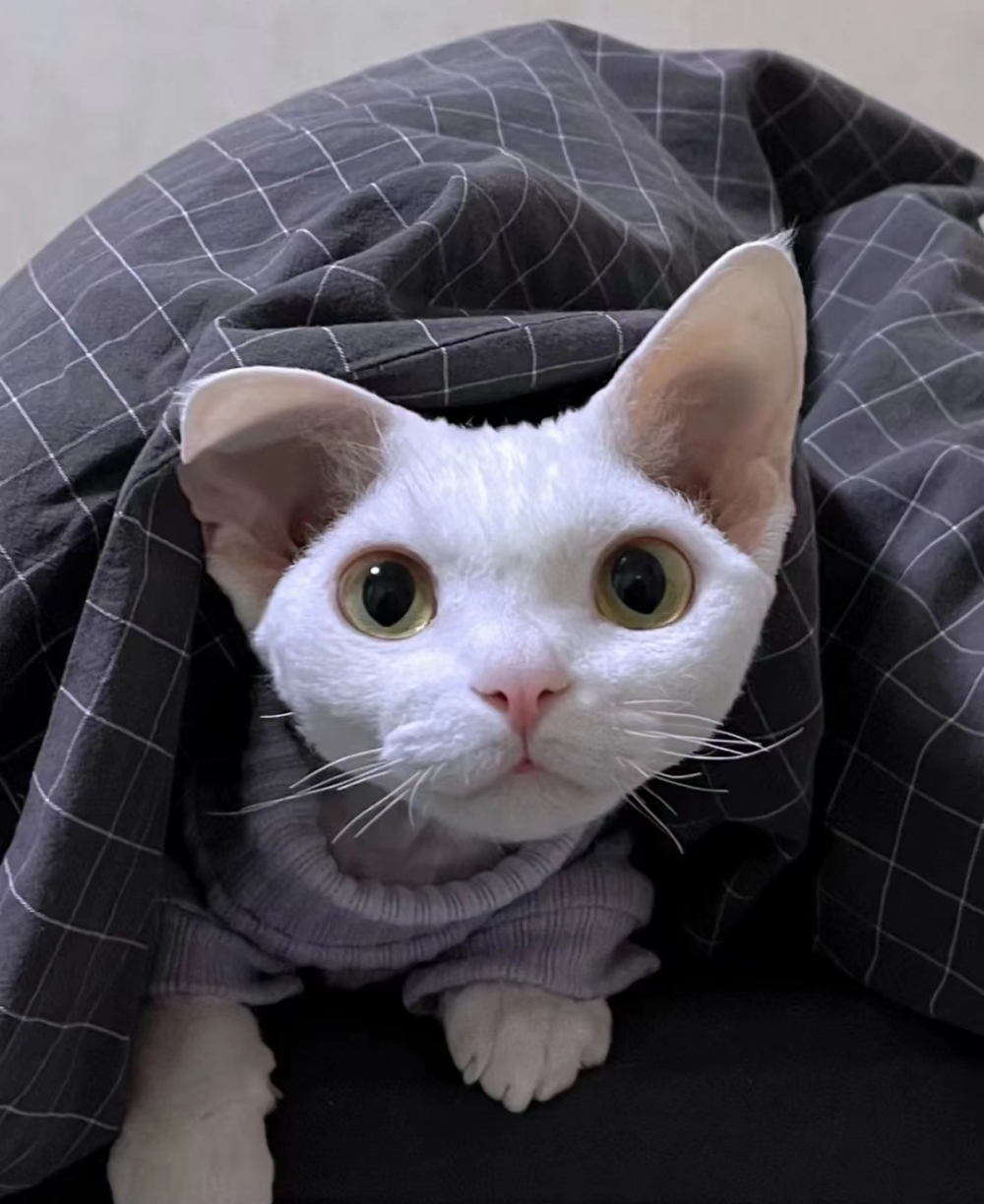 奴才：真抱歉，冷到你了！但我是真的熱啊～