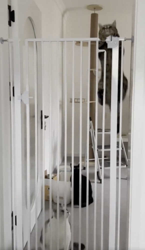 喵：哥哥們，再見啦，小妹先出去探探路！朕的自由終於來了～