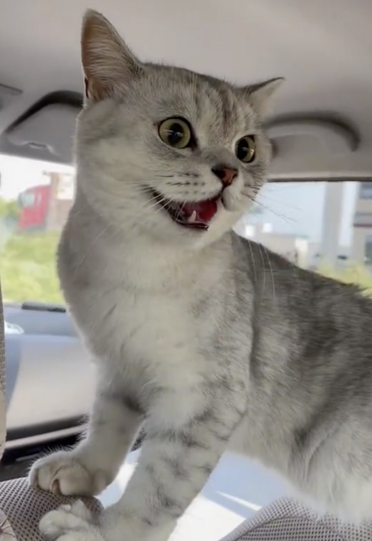 奴才：主子能開心真是太好了