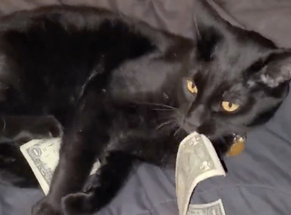 奴才：快還給我