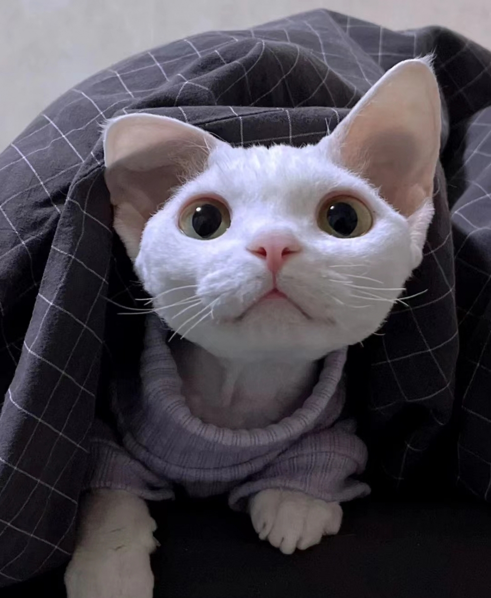 喵：我可是酷girl呢～