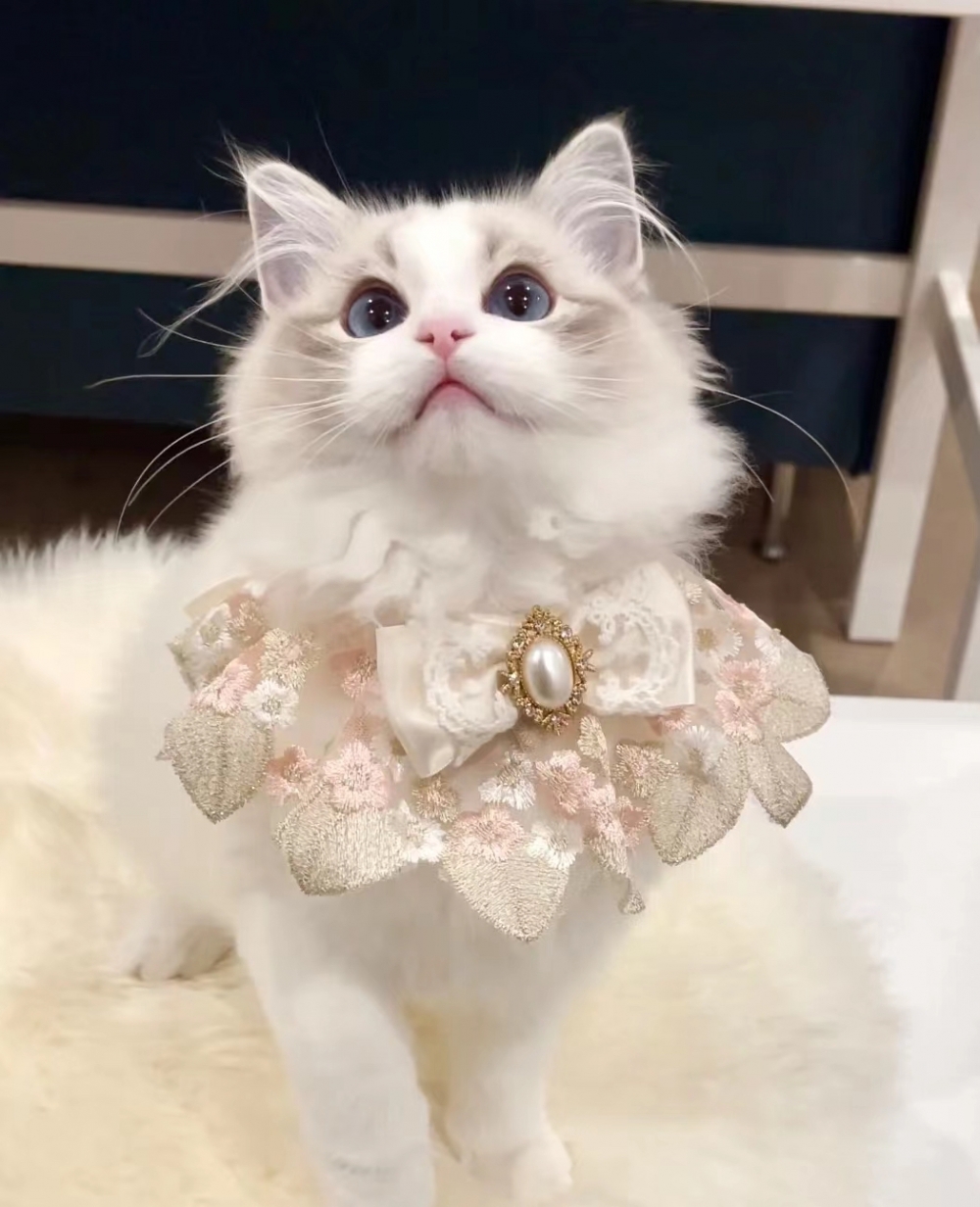 奴才：比我還會擺pose啊～