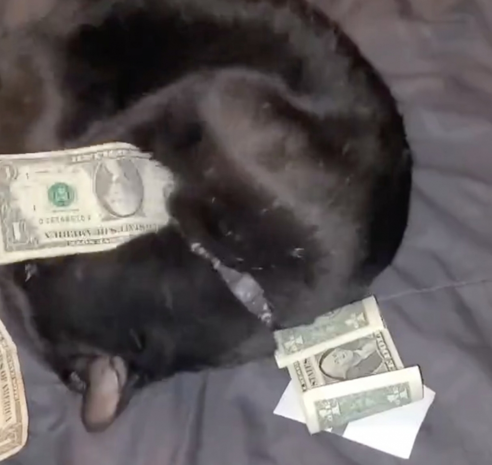 奴才：你想得真美