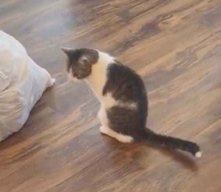 喵：是這樣走的嗎？