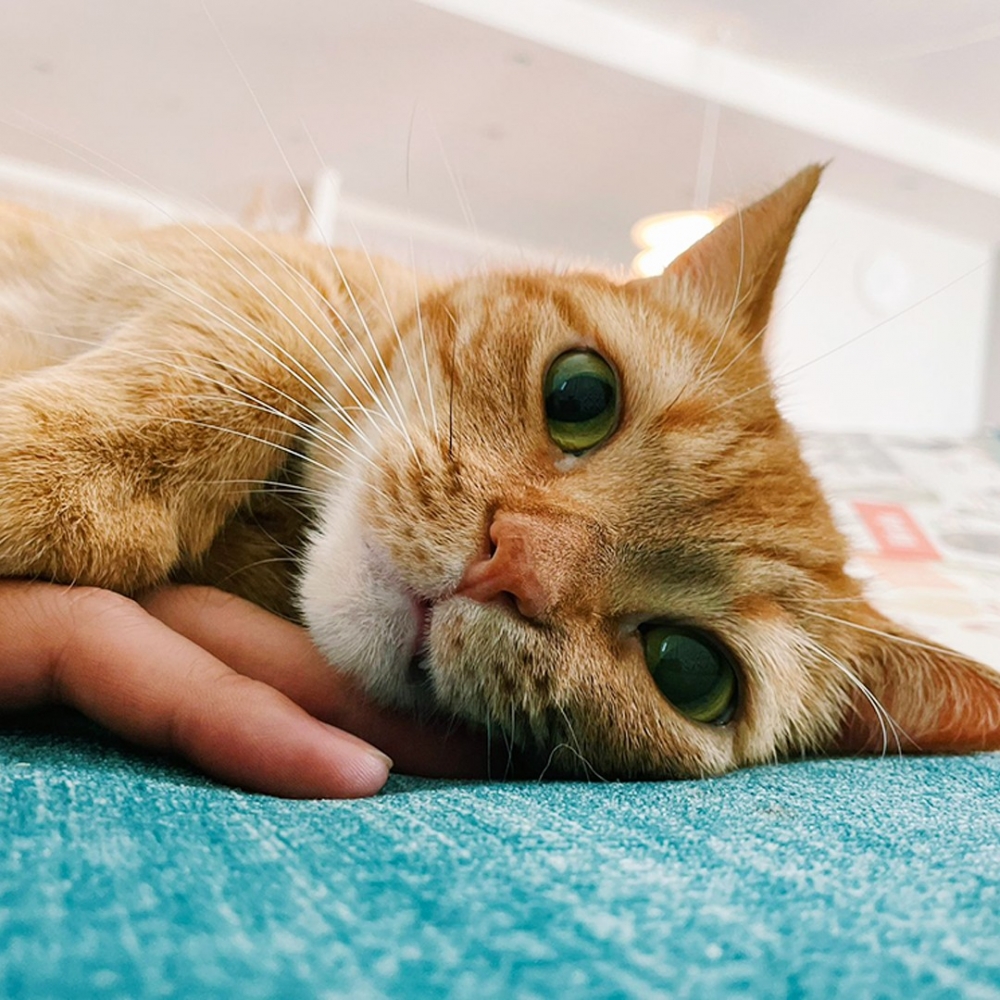 奴才：「可伸可縮的喵喵頭XD」