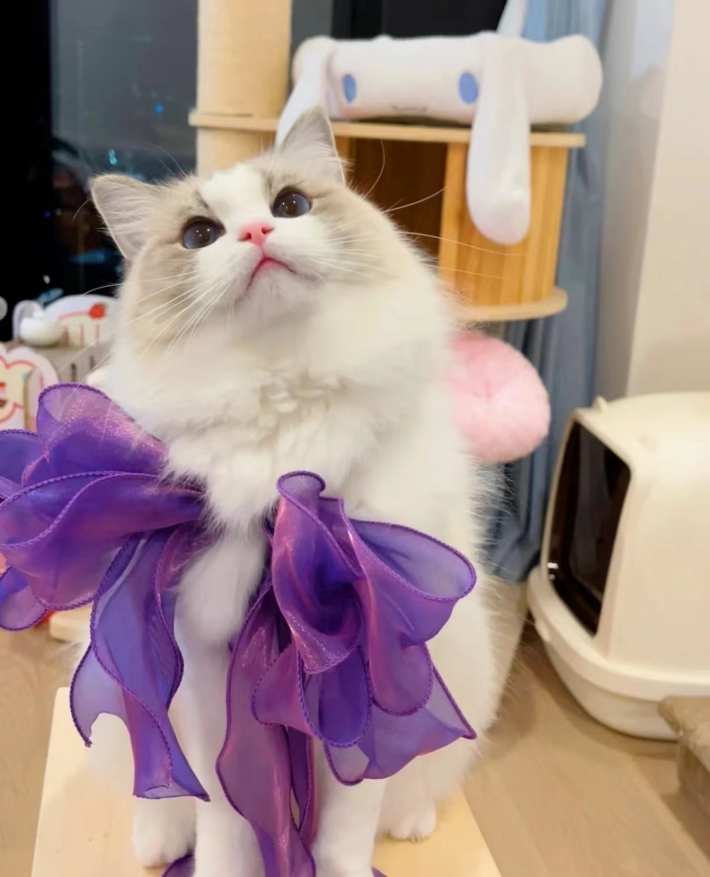 奴才：好的，以後多安排