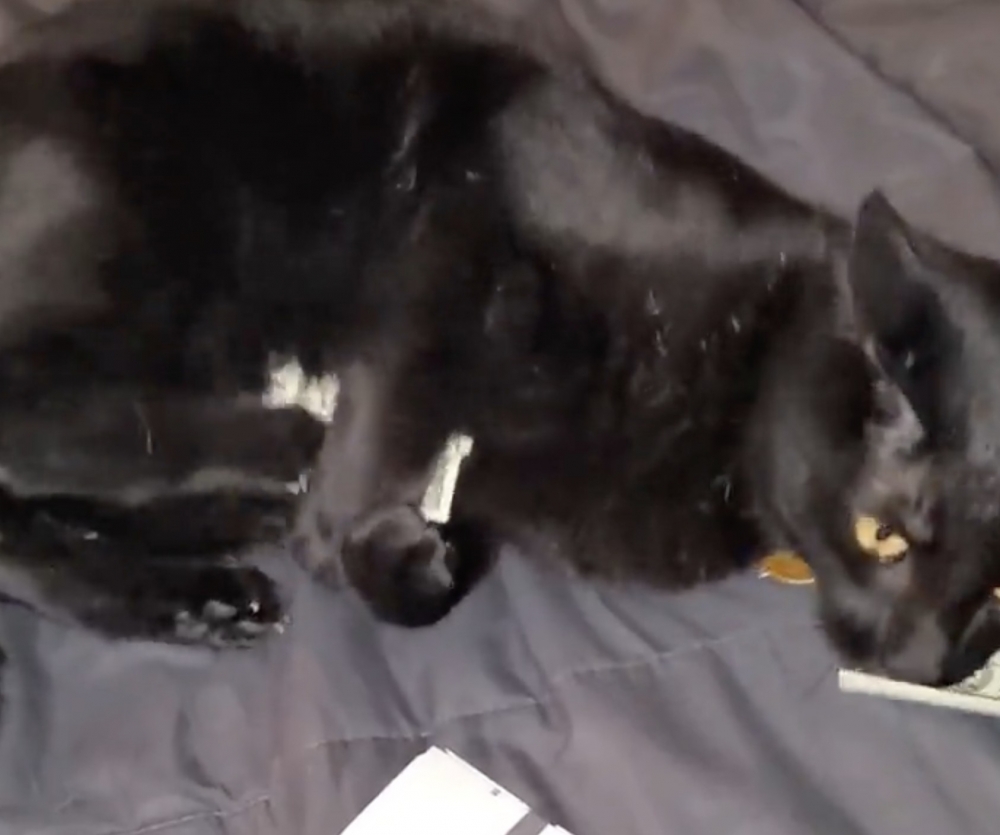 奴才：你想幹什麼？！