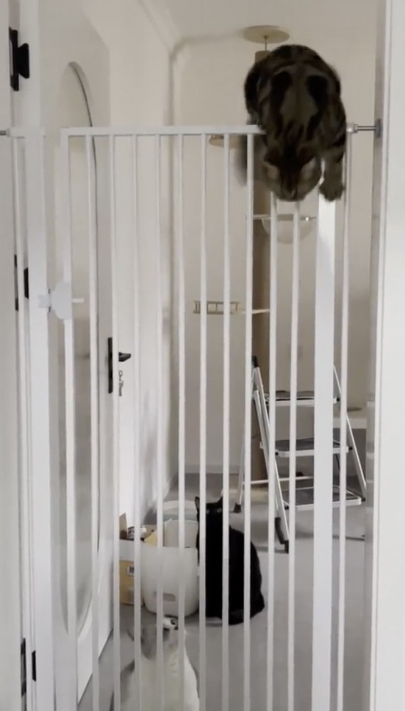 哥哥們：哇，膽子真大！喵～