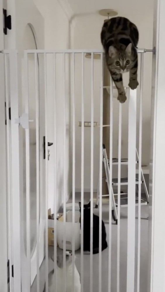 奴才：一眨眼的功夫又想溜出去！