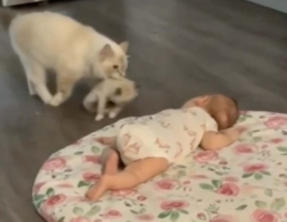 喵仔：朋友在哪裡？