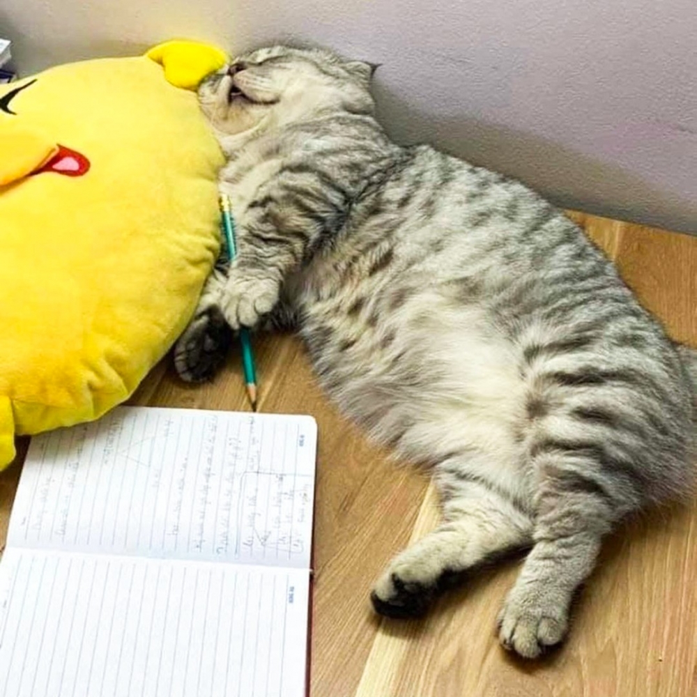 奴才：「這不是期末考的我嗎？！」