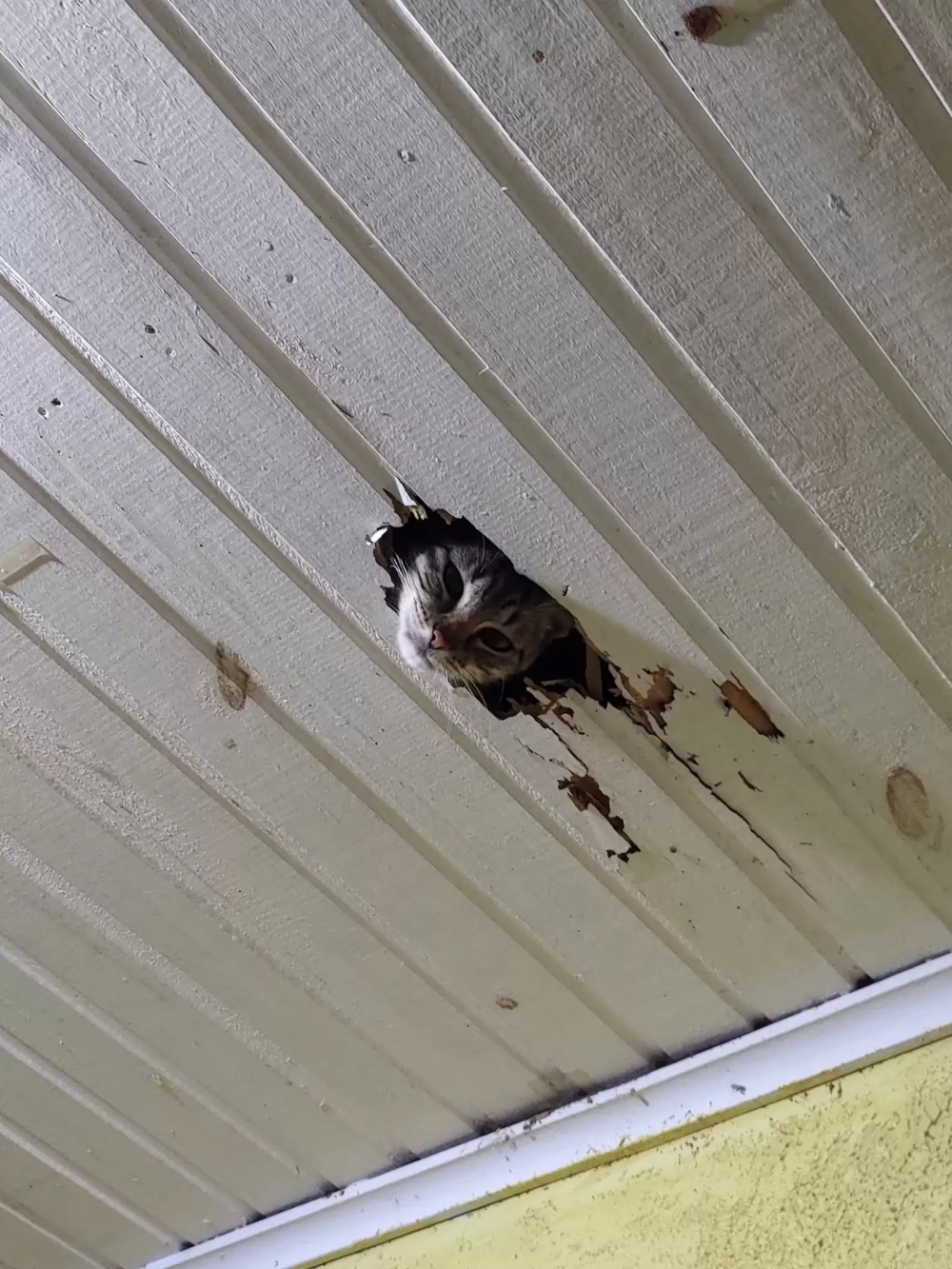 奴才：你可真會選啊