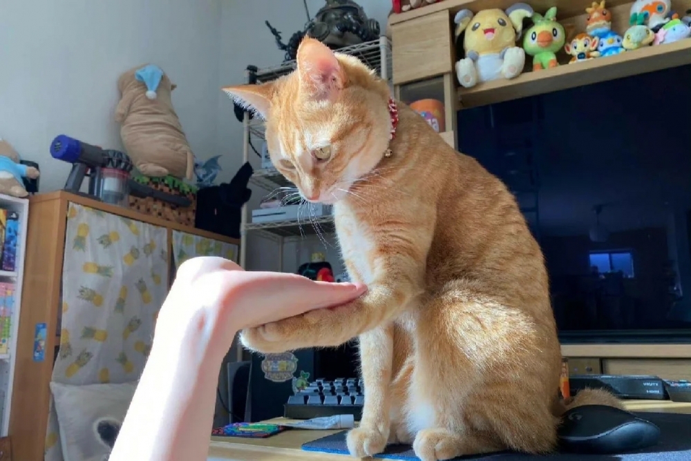 奴才：我怎麼不知道你還有這項技能啊