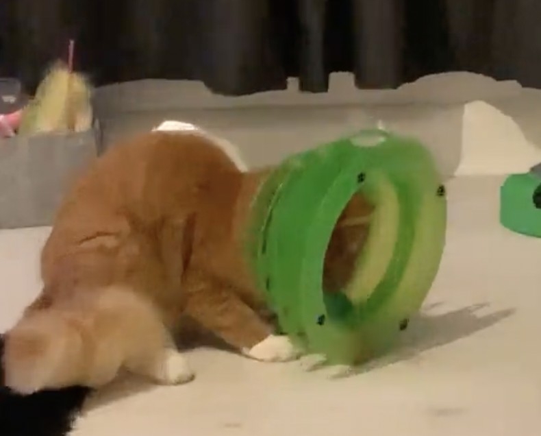 喵：奴才還不快來救救朕