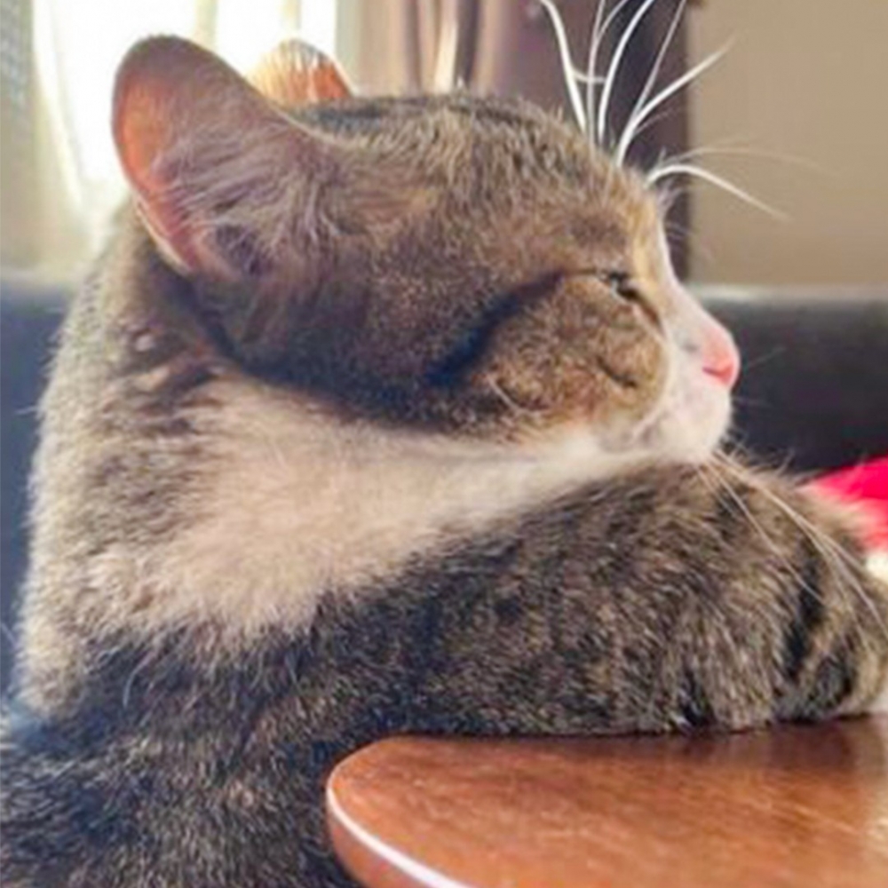 喵：「都被朕的氣勢嚇怕了吧～哼哼」