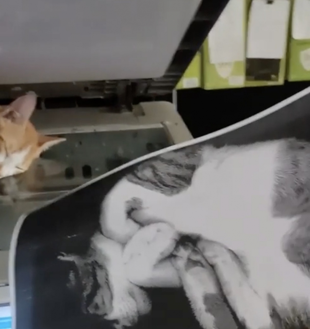 奴才：忘按彩印了