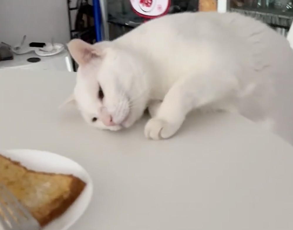 奴才吃的食物怎麼那麼香