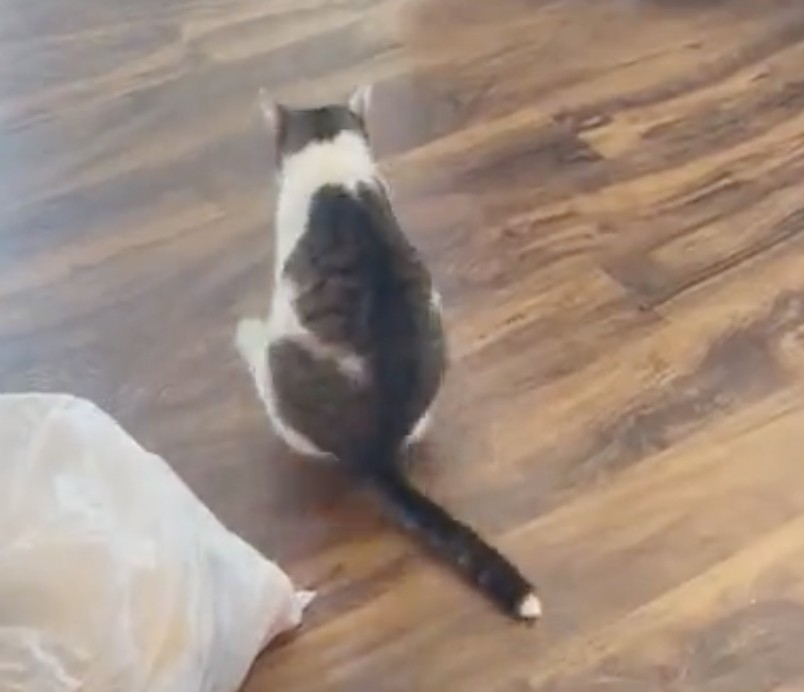 喵：朕厲害吧～