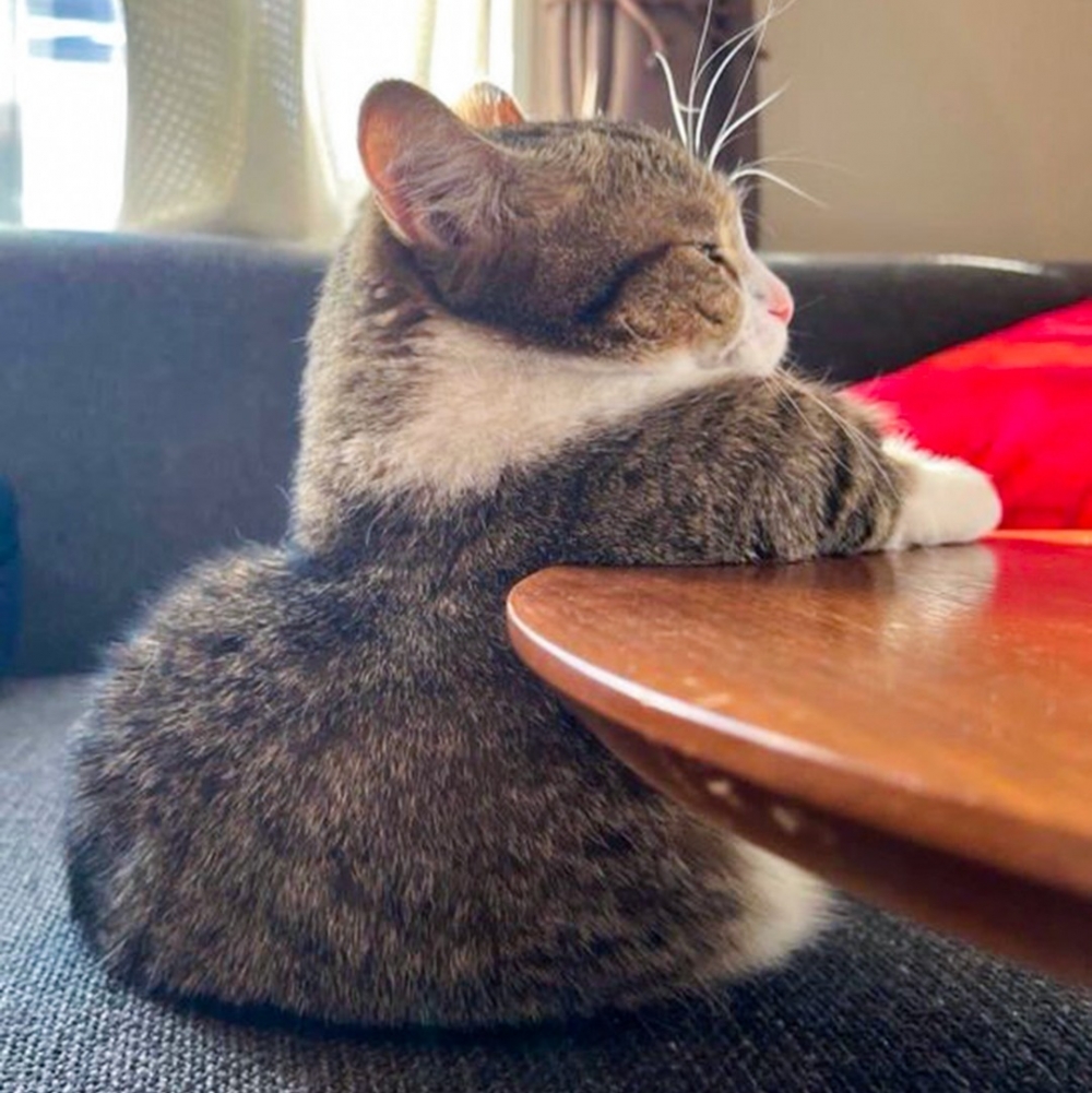 奴才：「你又偷學新技能了？！」