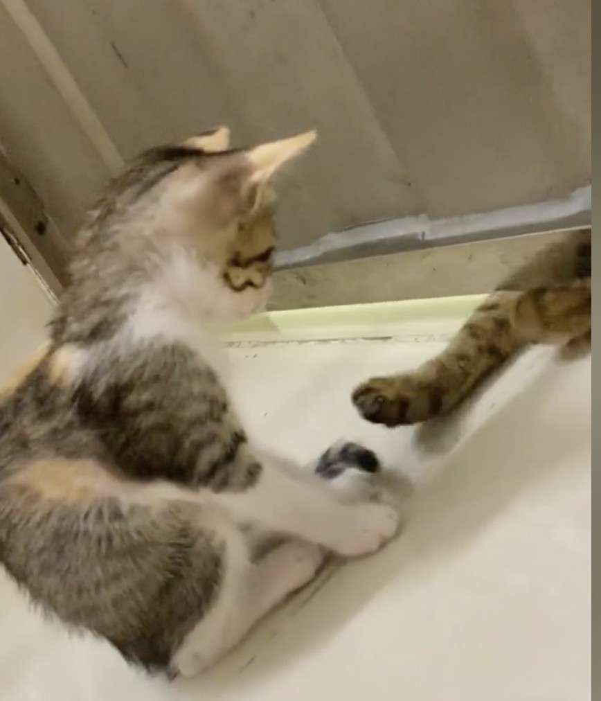 喵仔：你抓不到的