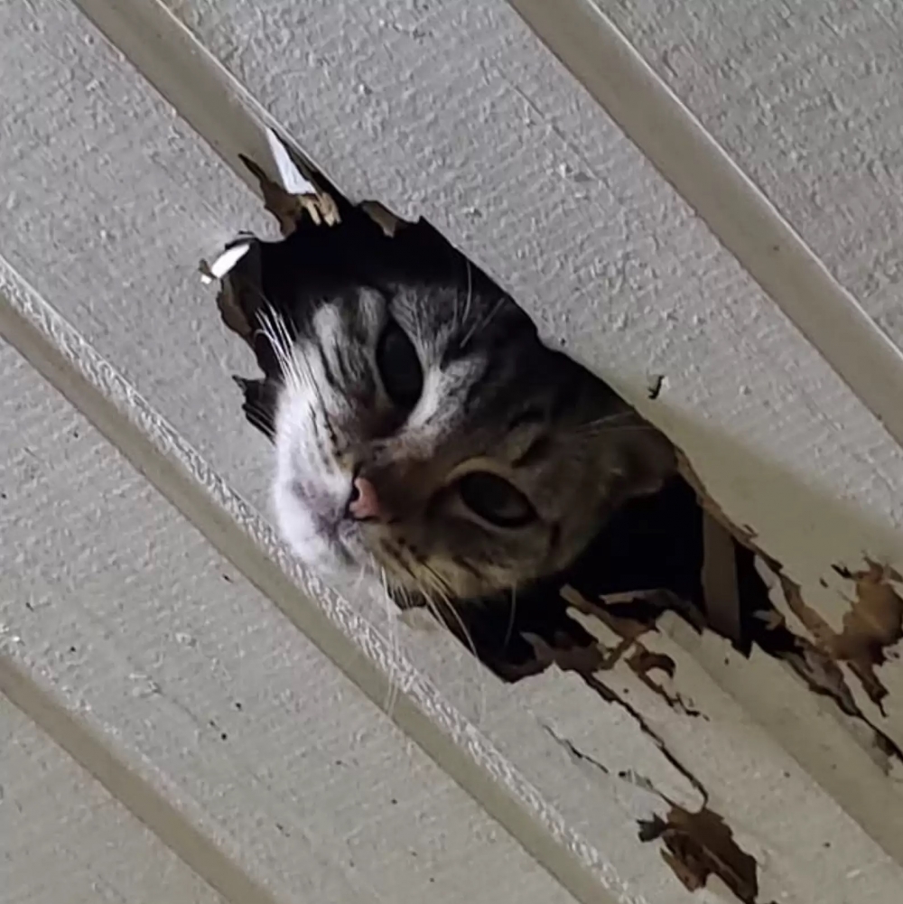 奴才：好可愛呀～真拿你沒辦法了