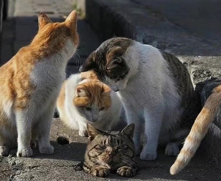 同伴喵：它是怎麼掉進去的呢？