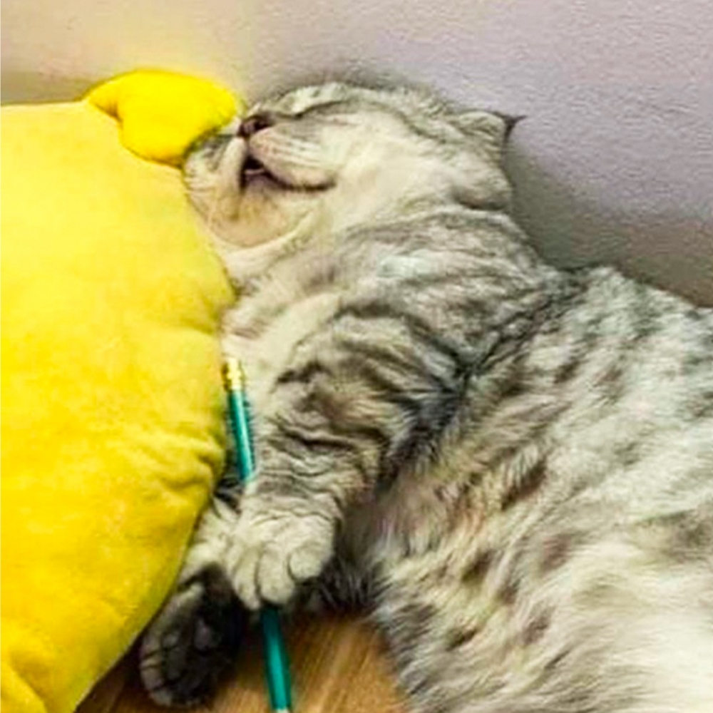 喵：「小貓咪不需要讀書！」