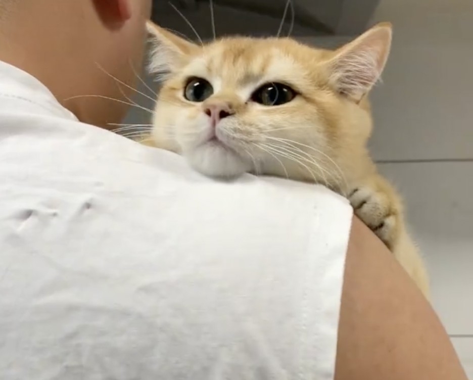 奴才：我慣的～