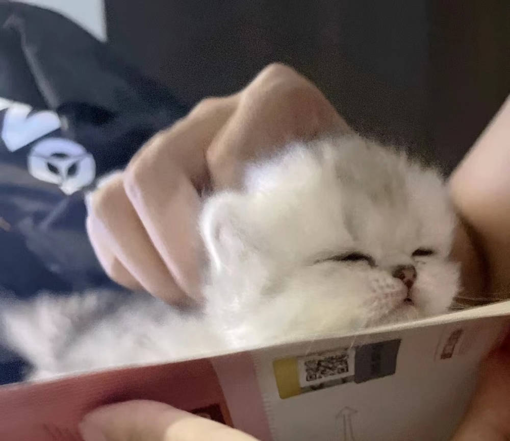 奴才：這是要萌化誰啦！