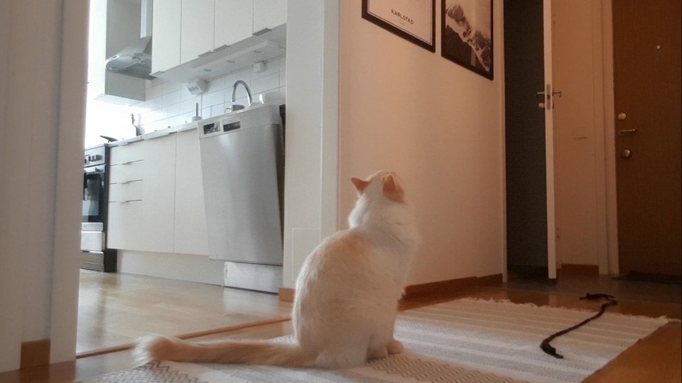 喵：朕也要一起出門！