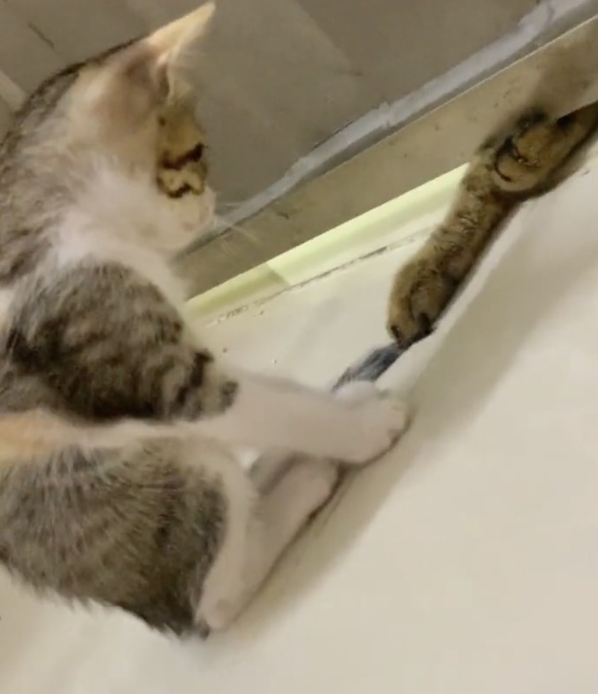 奴才：你們可真有趣～