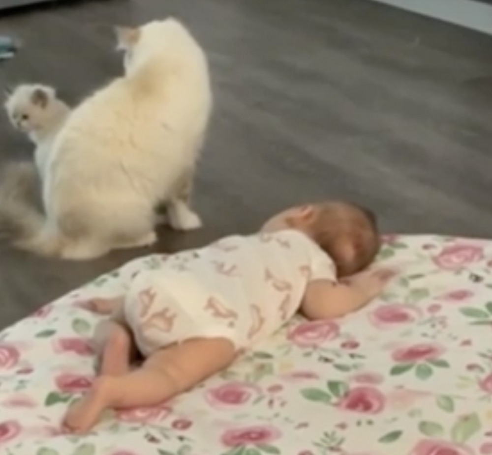 喵仔：搞不清楚方向啦！