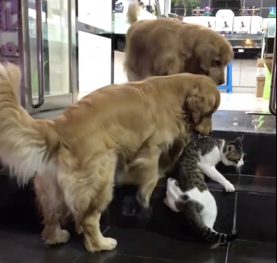 汪：勸架真不容易