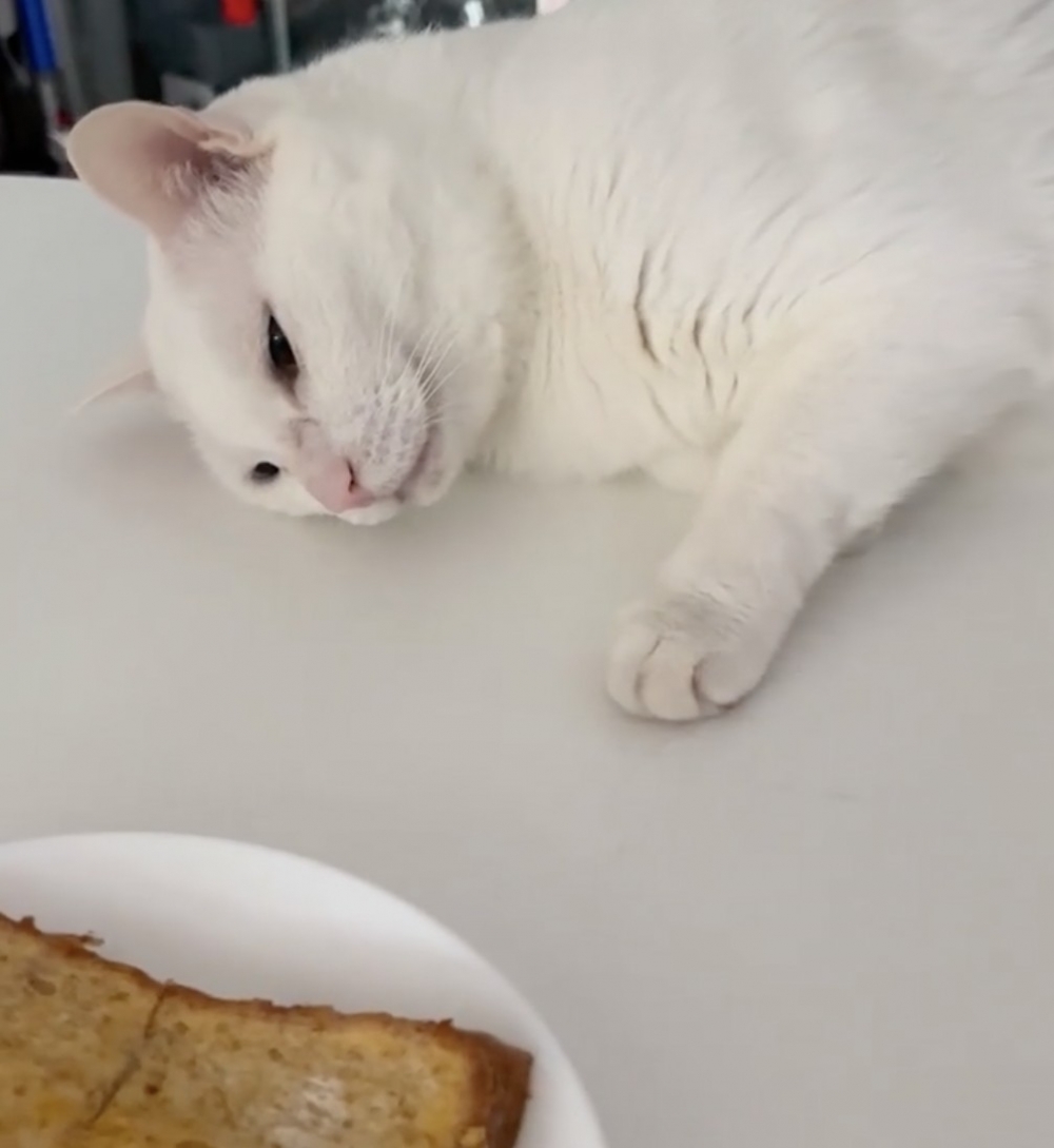 奴才：吼唷！這個你不行吃啦