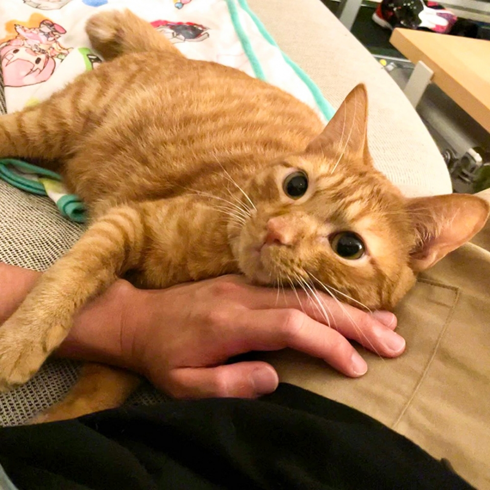 奴才：「這招威力太大了！」