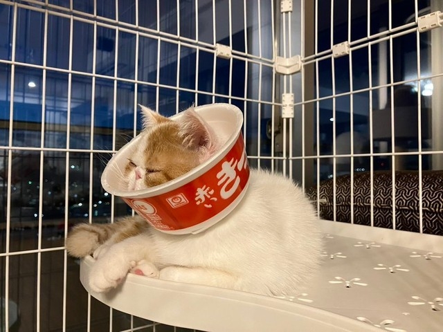 奴才：這就是量身定做的頸圈啊