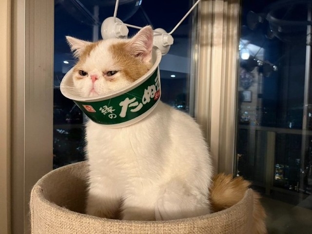 奴才：這樣傷口才可以很好的癒合喔～