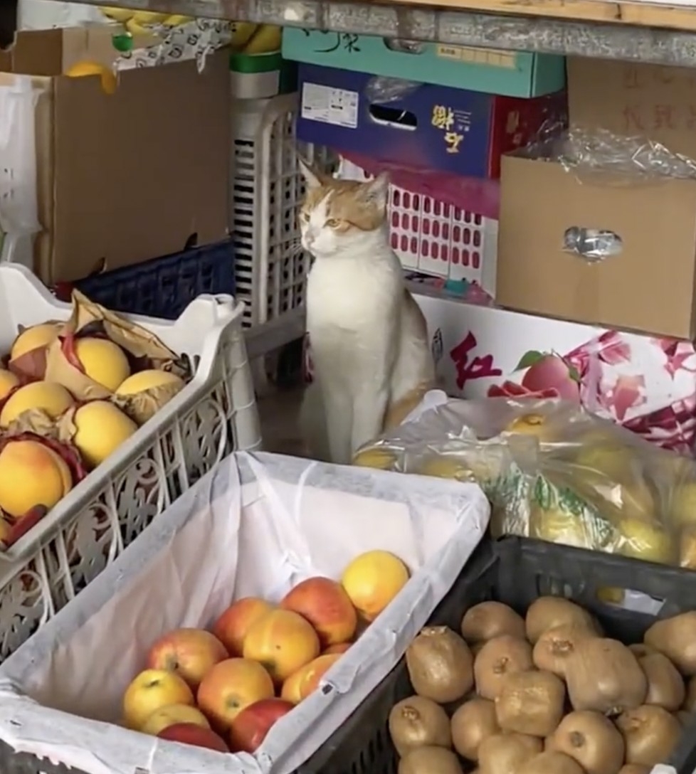 奴才：努力一點，今天的貓糧不會少喔