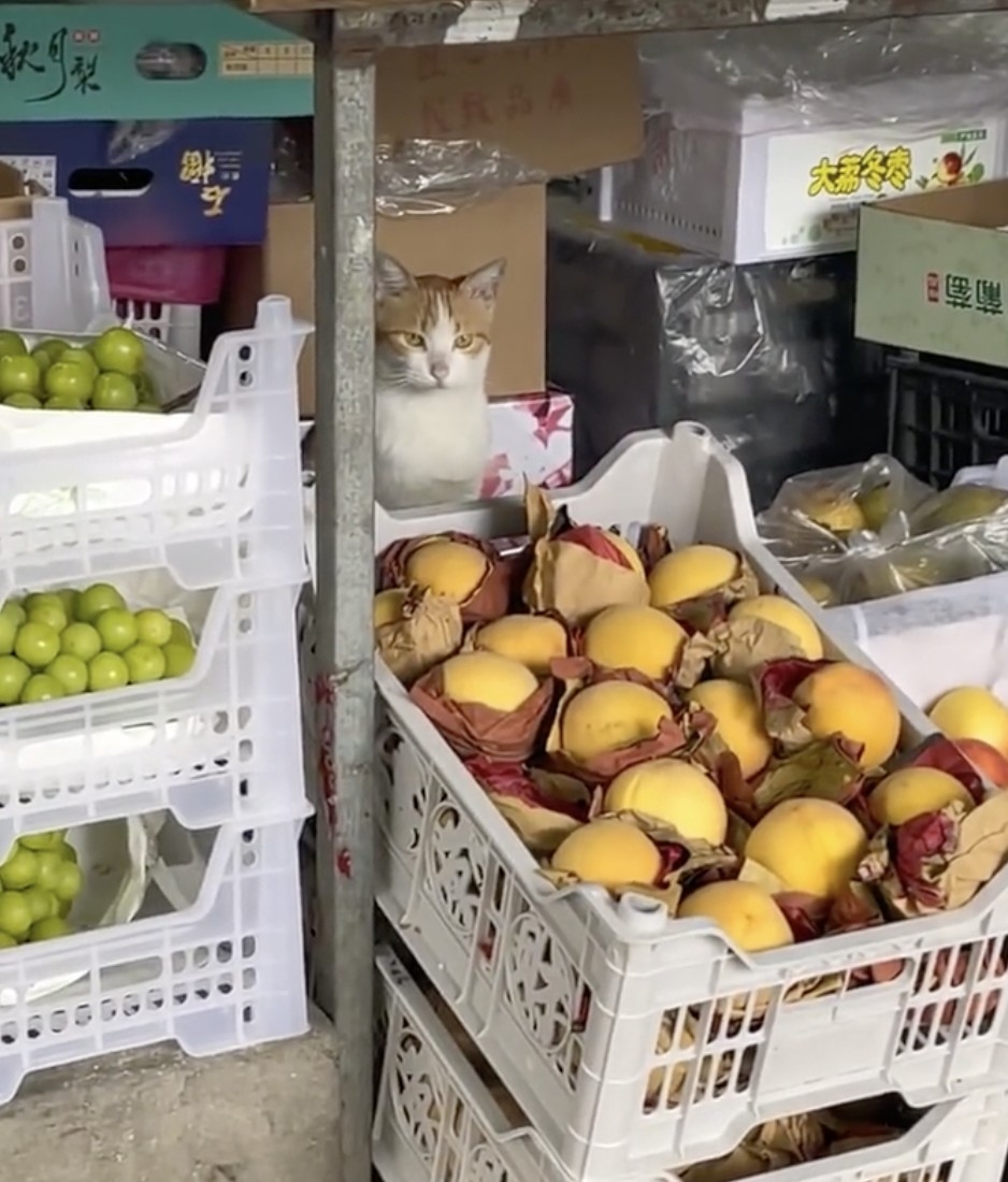 喵：不要小看朕啦