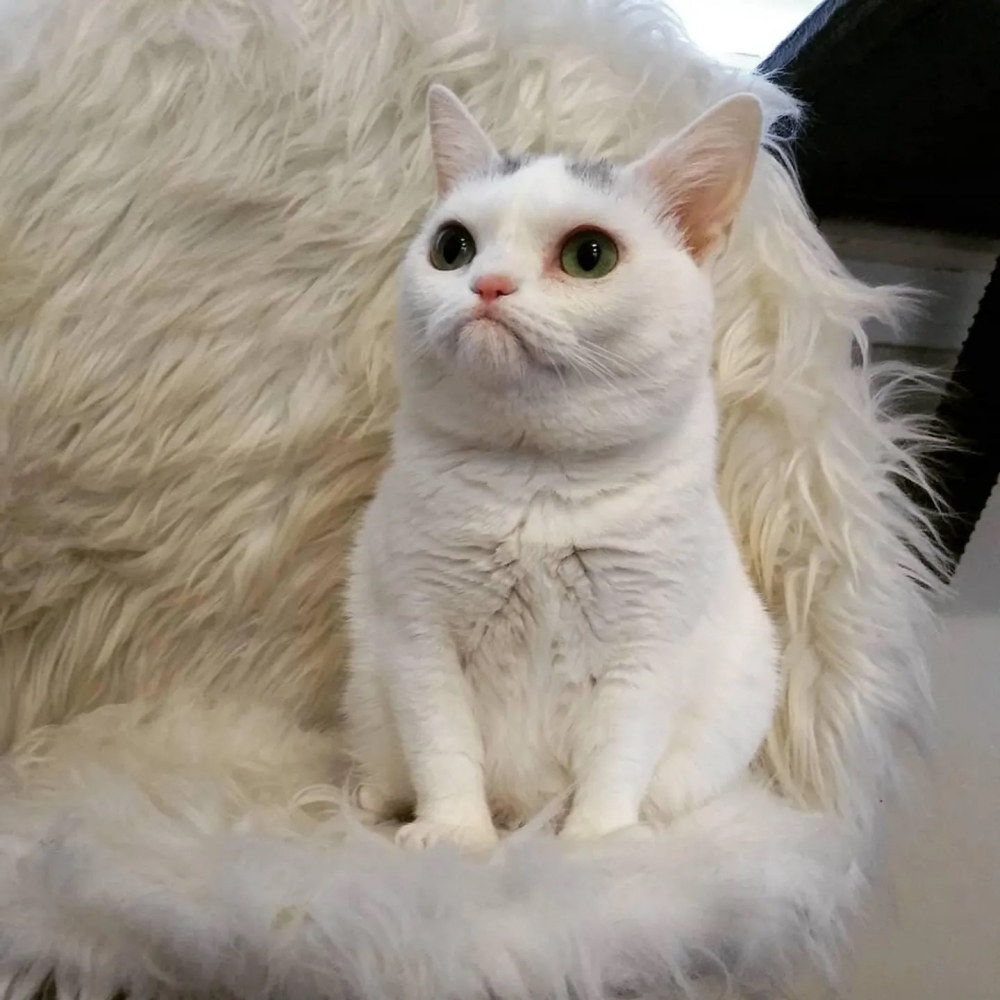 奴才：你最特別啦