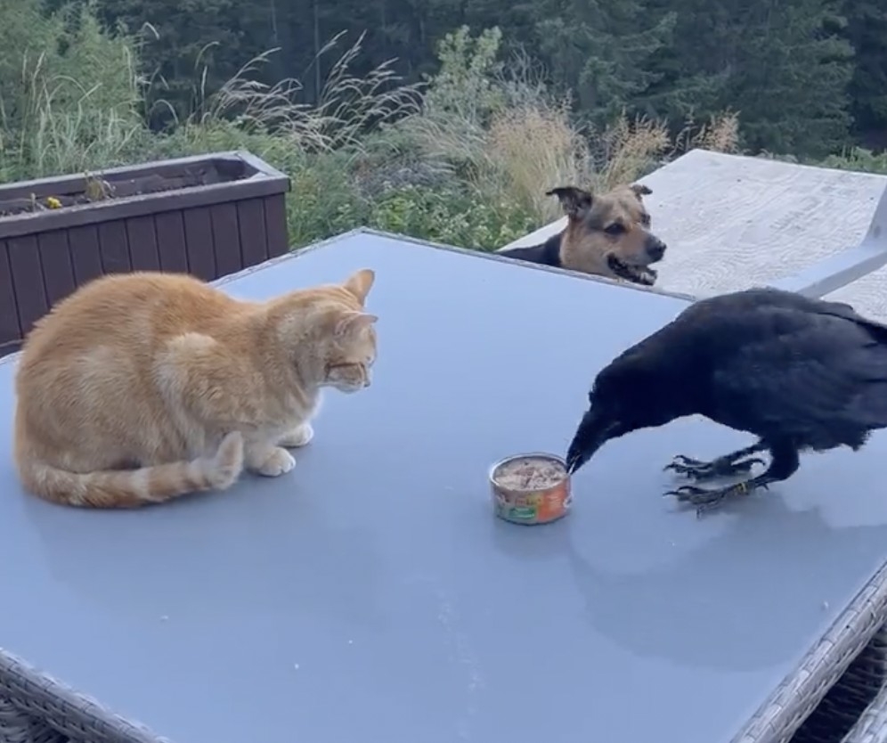 烏鴉：嘿嘿，真好吃