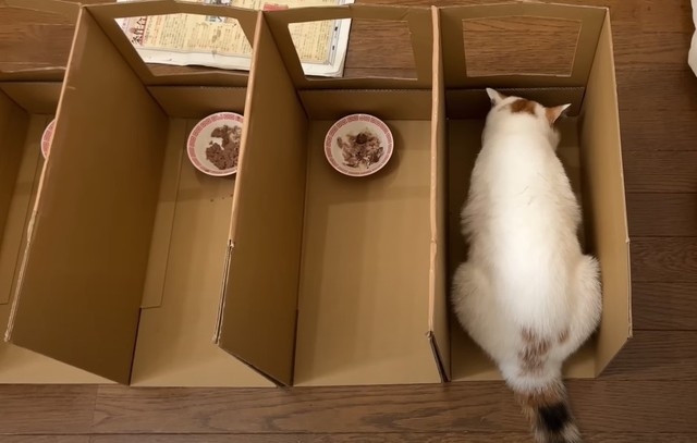 奴才：人家都吃完了啦