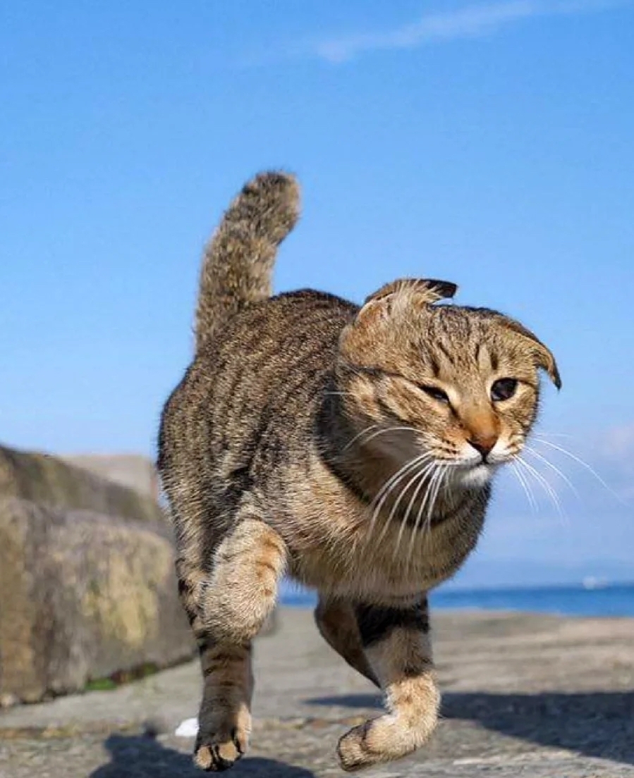 喵：朕就喜歡被大風親吻～