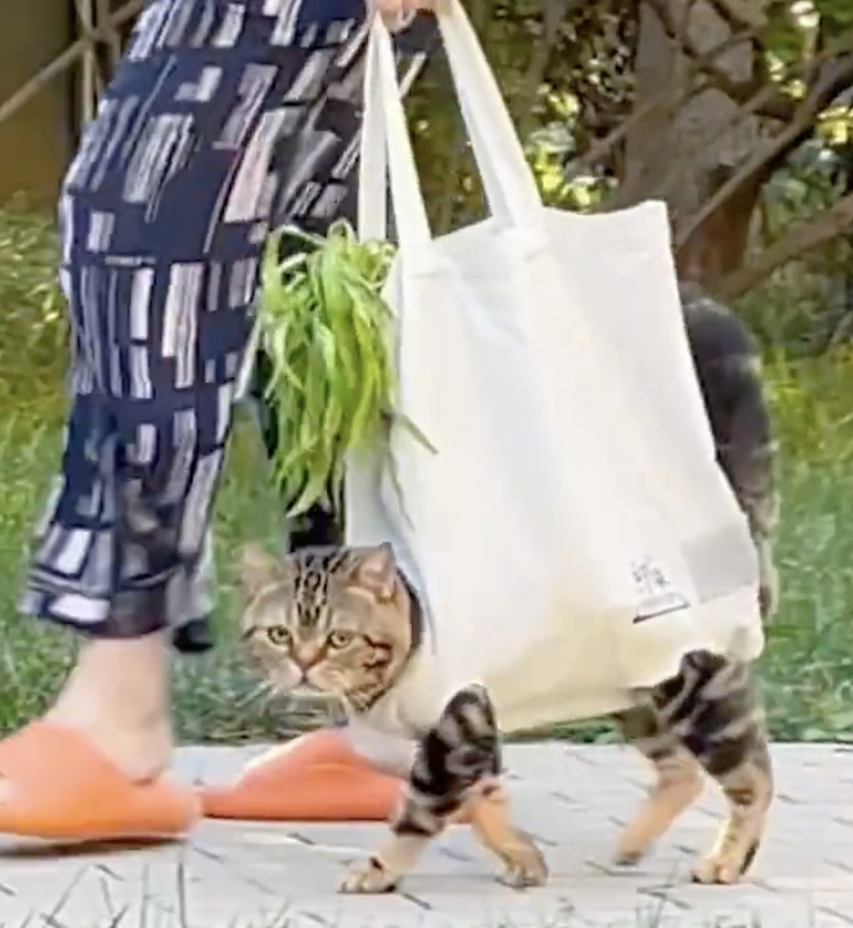 喵：奴才可不要太得意了