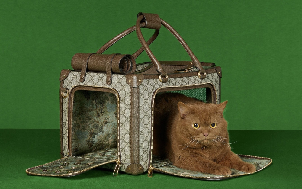 喵：朕出門也是靚仔喔～