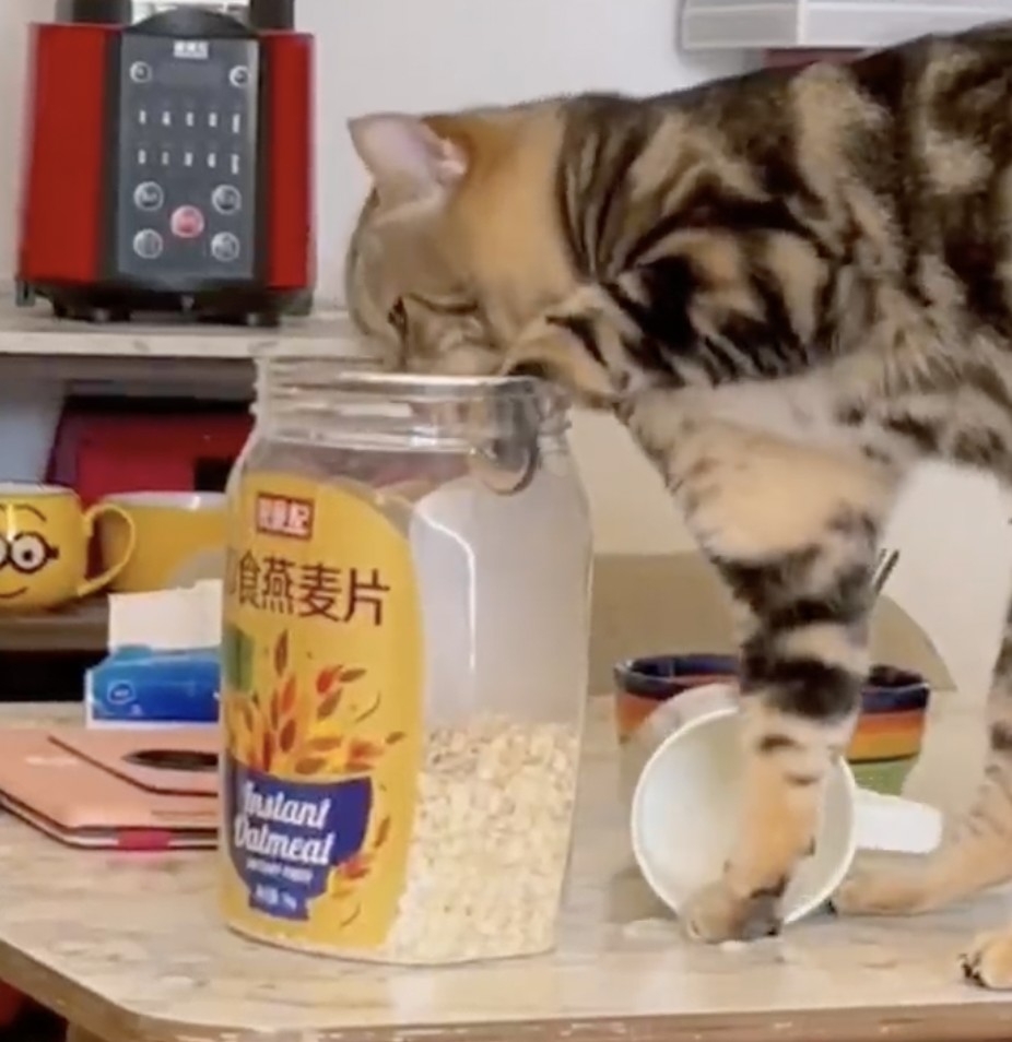 （並不影響喵主子繼續偷吃）